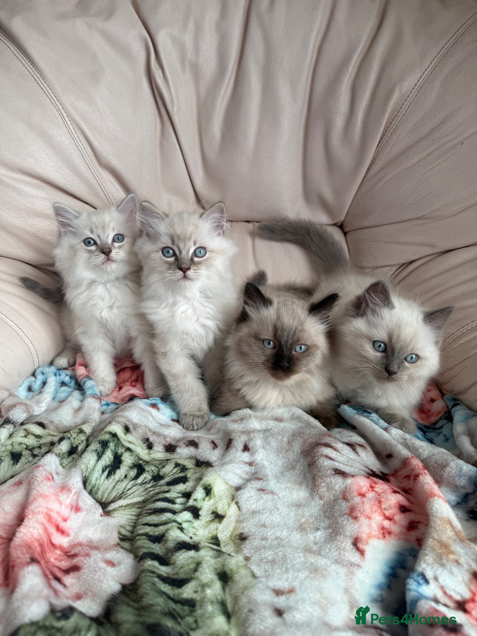 Ragdoll cats Stunning litter of pure ragdoll kittens  - Advert 1