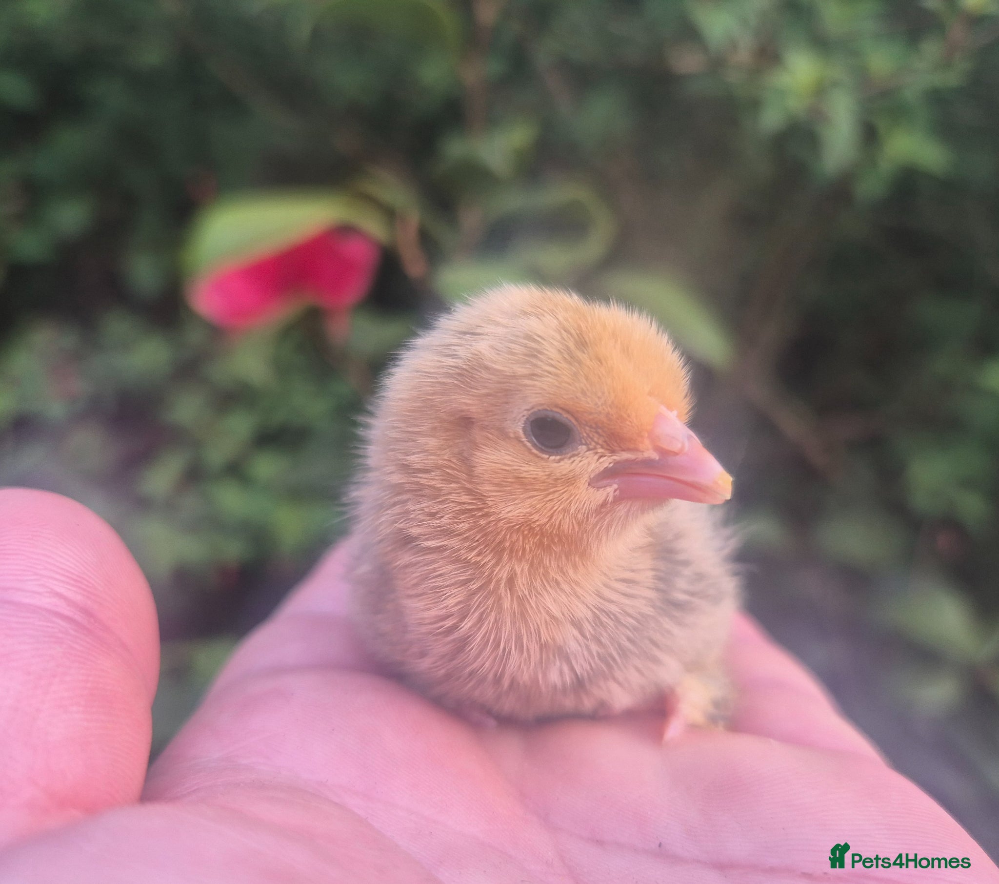 Chickens poultry for sale: SABLEBOOT/ BOOTED BANTAM CHICKS AVAILABLE  - Advert 2