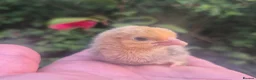 Chickens poultry for sale: SABLEBOOT/ BOOTED BANTAM CHICKS AVAILABLE  - Advert 1