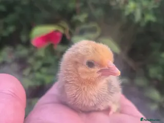 Chickens poultry for sale: SABLEBOOT/ BOOTED BANTAM CHICKS AVAILABLE - Advert 2