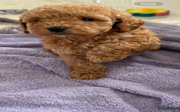 Cockapoo dogs for sale: F1bb petite cockerpoos  - Image 5