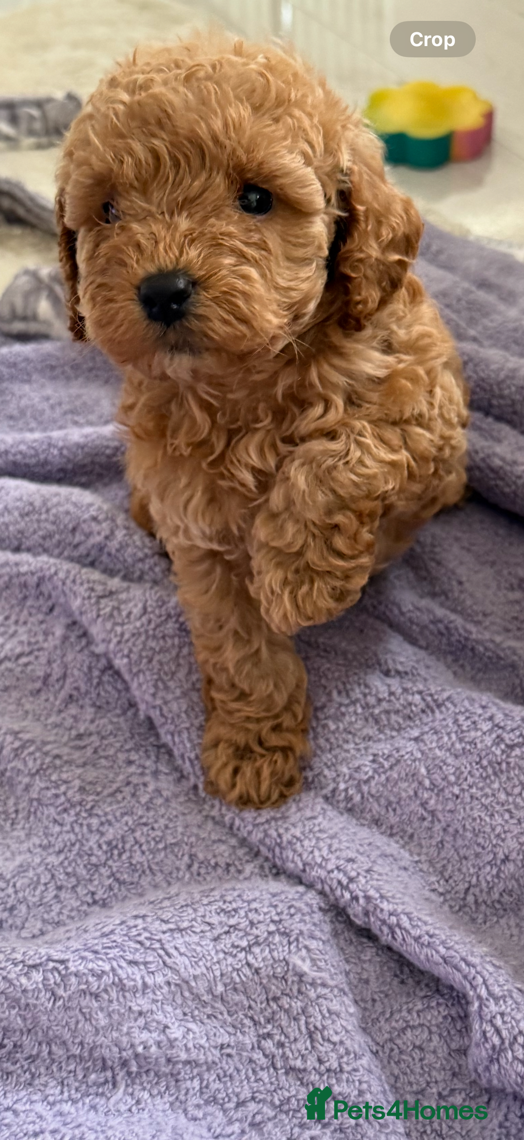 Cockapoo dogs for sale: F1bb petite cockerpoos  - Image 5