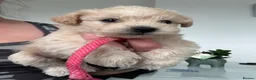 Westiepoo dogs for sale: Beautiful westiepoo puppies  - Advert 14