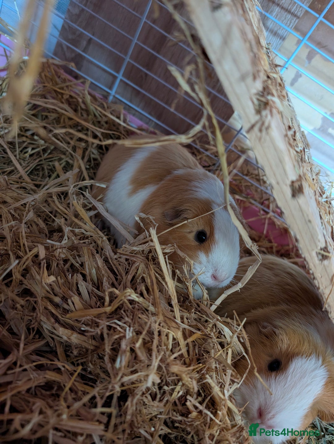 Guinea Pig rodents for sale: 2 Female guinea pigs for rehoming - Image 6