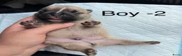 Mixed Breed dogs for sale: Stunning Olde English x French Bulldog Puppies in Milton Keynes - Advert 7