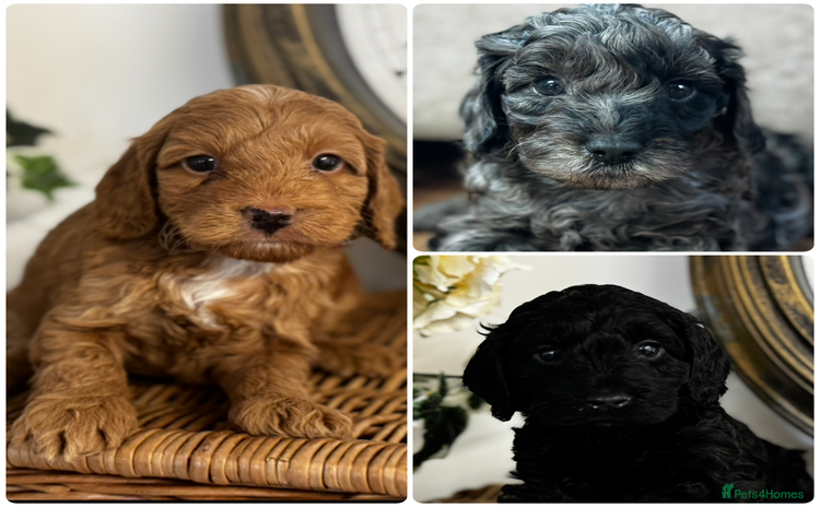 Cavapoo dogs - Advert 4