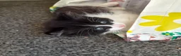 Mixed Breed cats for sale: Kittens in Elgin - Advert 13