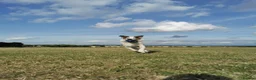 Border Collie dogs for sale: Rehoming beautiful Border Collie (Skye) - Advert 3