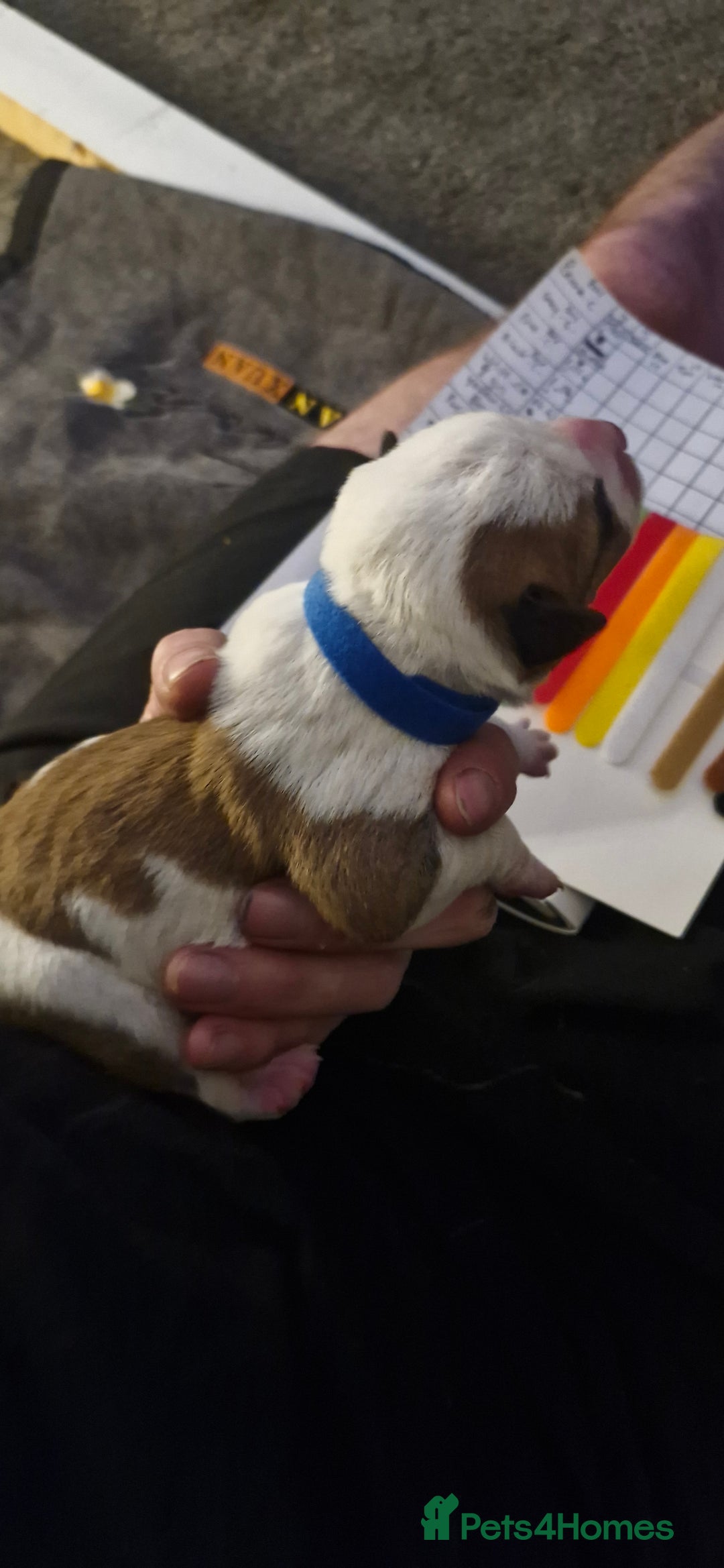 Mixed Breed dogs for sale: Bull grehound x collie (bull lurchers) - Advert 9