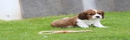 Cavapoo dogs for sale: Beautiful Cavapoo puppies for sale - Advert 8