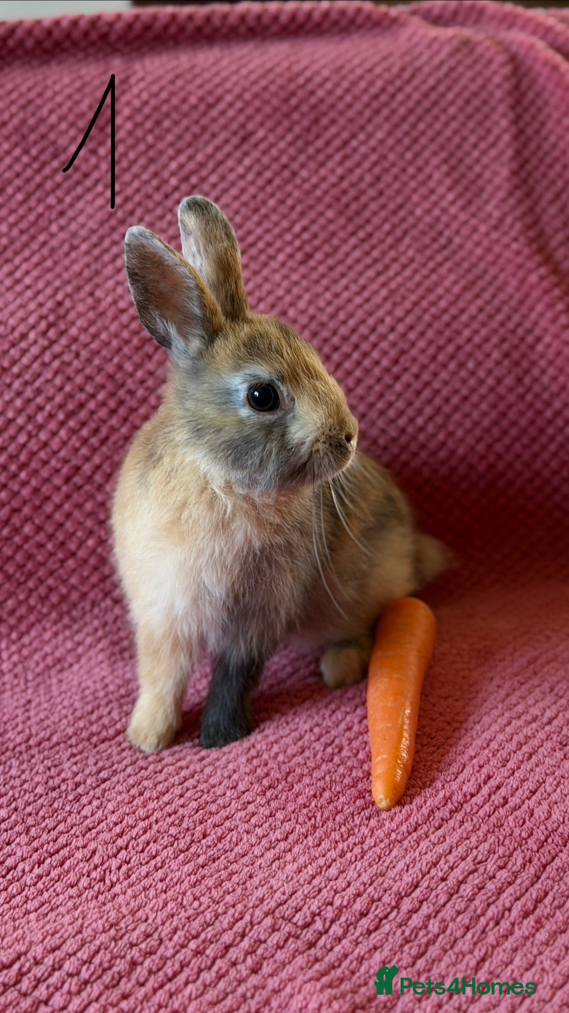 Netherland Dwarf rabbits 3 Netherland Dwarf Rabbits 🐰 - Advert 2