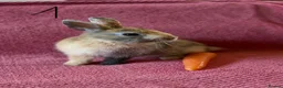 Netherland Dwarf rabbits for sale: 3 Netherland Dwarf Rabbits 🐰 - Advert 2