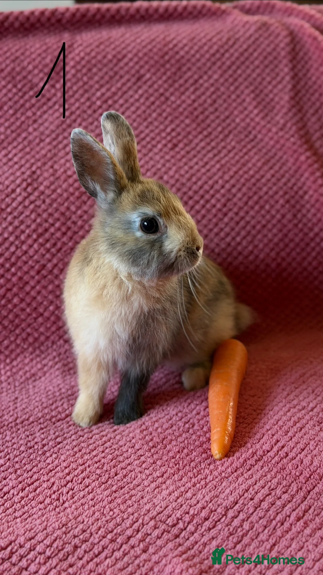 Netherland Dwarf rabbits for sale: 3 Netherland Dwarf Rabbits 🐰 - Advert 2