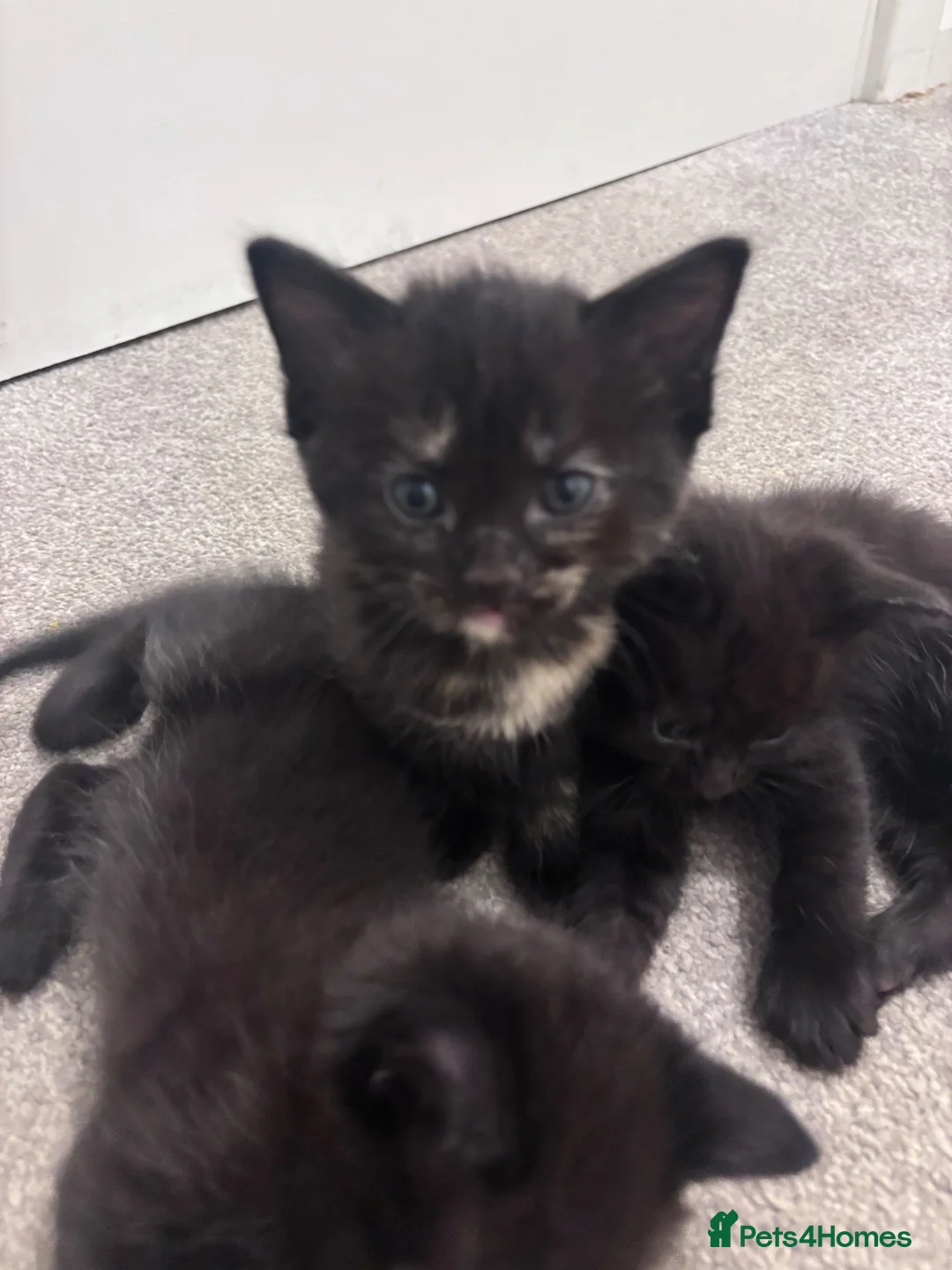Mixed Breed cats for sale: Kittens for sale - Advert 7
