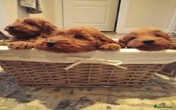 Cockapoo dogs for sale: Cockapoo puppies f1 show) ❤️ fox Red. !!!!!!. - Image 7