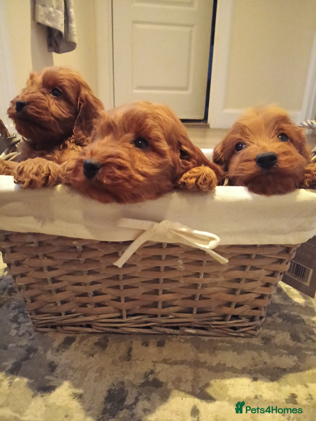 Cockapoo dogs for sale: Cockapoo puppies f1 show) ❤️ fox Red. !!!!!!. - Image 7