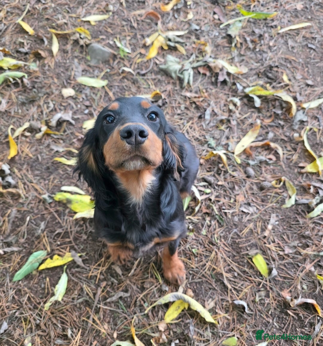 Cocker Spaniel dogs for sale: Tally - Image 4