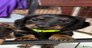 Miniature Dachshund dogs - Advert 8