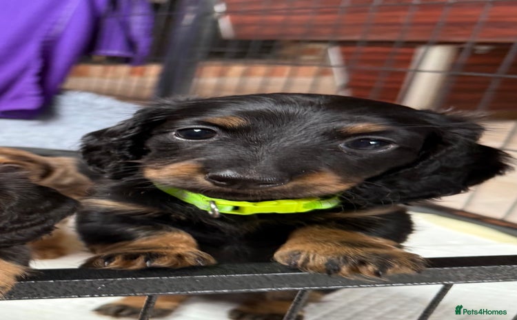 Miniature Dachshund dogs - Advert 3