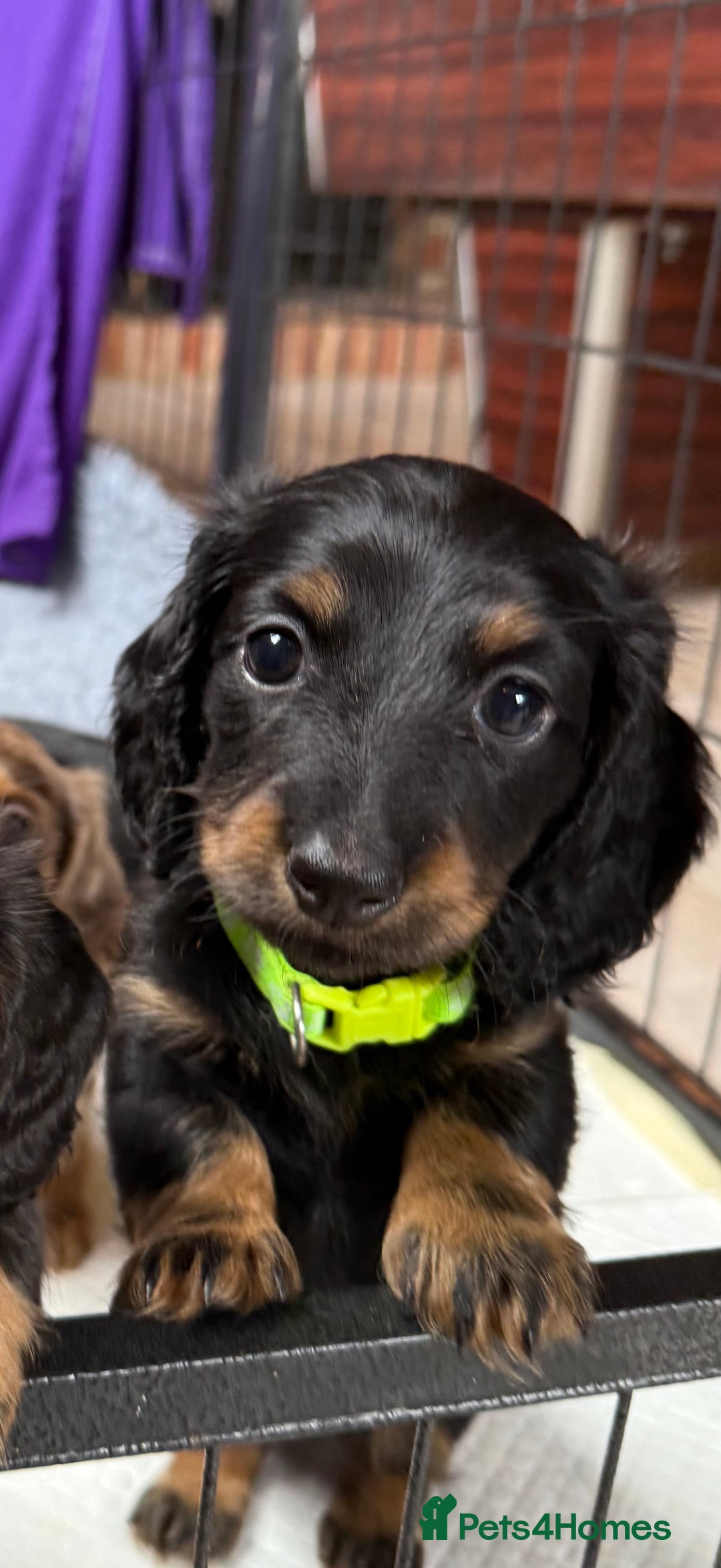 Miniature Dachshund dogs for sale: Pedigree Miniature Long hair Dachshund - Image 3