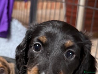 Miniature Dachshund dogs - Advert 6