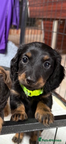 Miniature Dachshund dogs - Advert 1