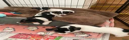Jack Russell dogs for sale: Beautiful Jack Russell Girls Available  - Advert 11
