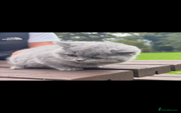 British Shorthair cats for sale: 2 left ready for new home this Saturday  - Advert 17