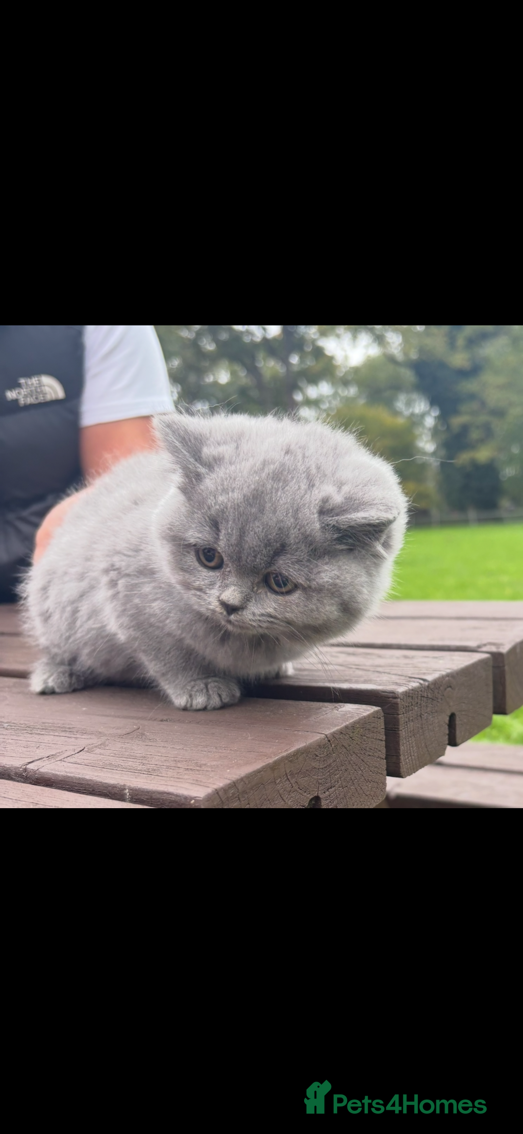 British Shorthair cats for sale: 2 left ready for new home this Saturday  - Advert 17