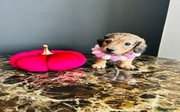 Miniature Dachshund dogs for sale: Cream Litter 5 Star Breeder ⭐️⭐️⭐️⭐️⭐️  - Image 31