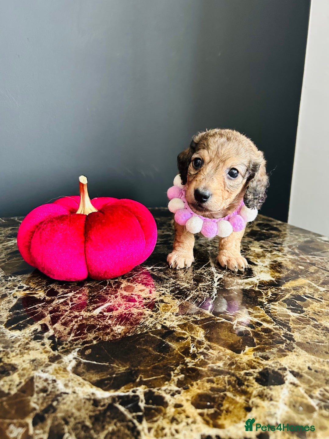 Miniature Dachshund dogs for sale: Cream Litter 5 Star Breeder ⭐️⭐️⭐️⭐️⭐️  - Image 31