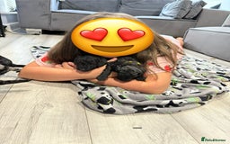Labradoodle dogs for sale: F1bb labradoodle puppies black curly coat 🧬 clear - Image 16