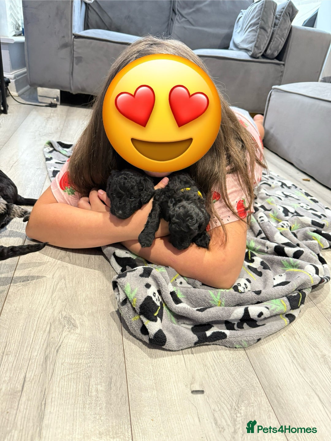 Labradoodle dogs for sale: F1bb labradoodle puppies black curly coat 🧬 clear - Image 16
