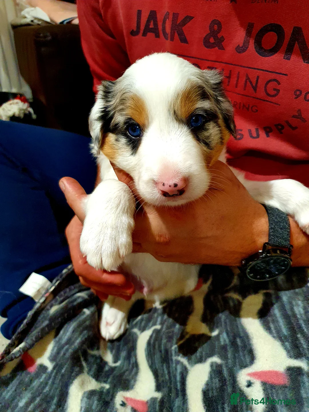 Border Collie dogs for stud: Stunning Tri Merle DNA tested and proven. in Ripon - Advert 16