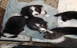 Border Collie dogs for sale: Border collie puppies - Image 4