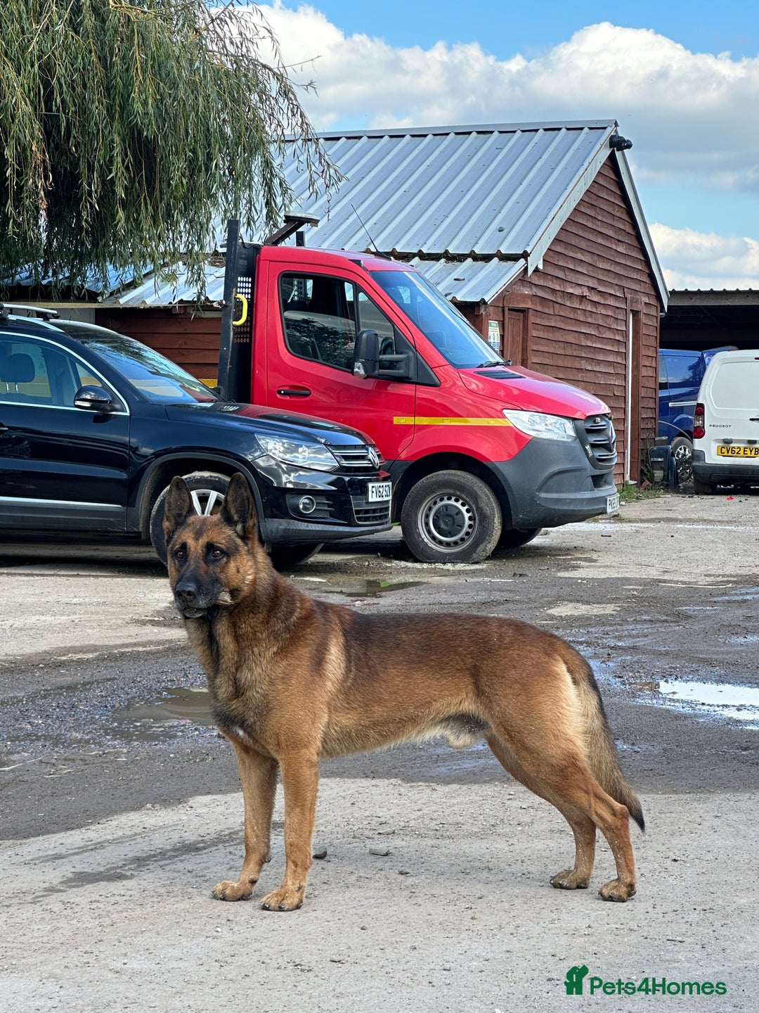 German Shepherd dogs for sale: German shepherd x Belgian malinois puppies - Image 9