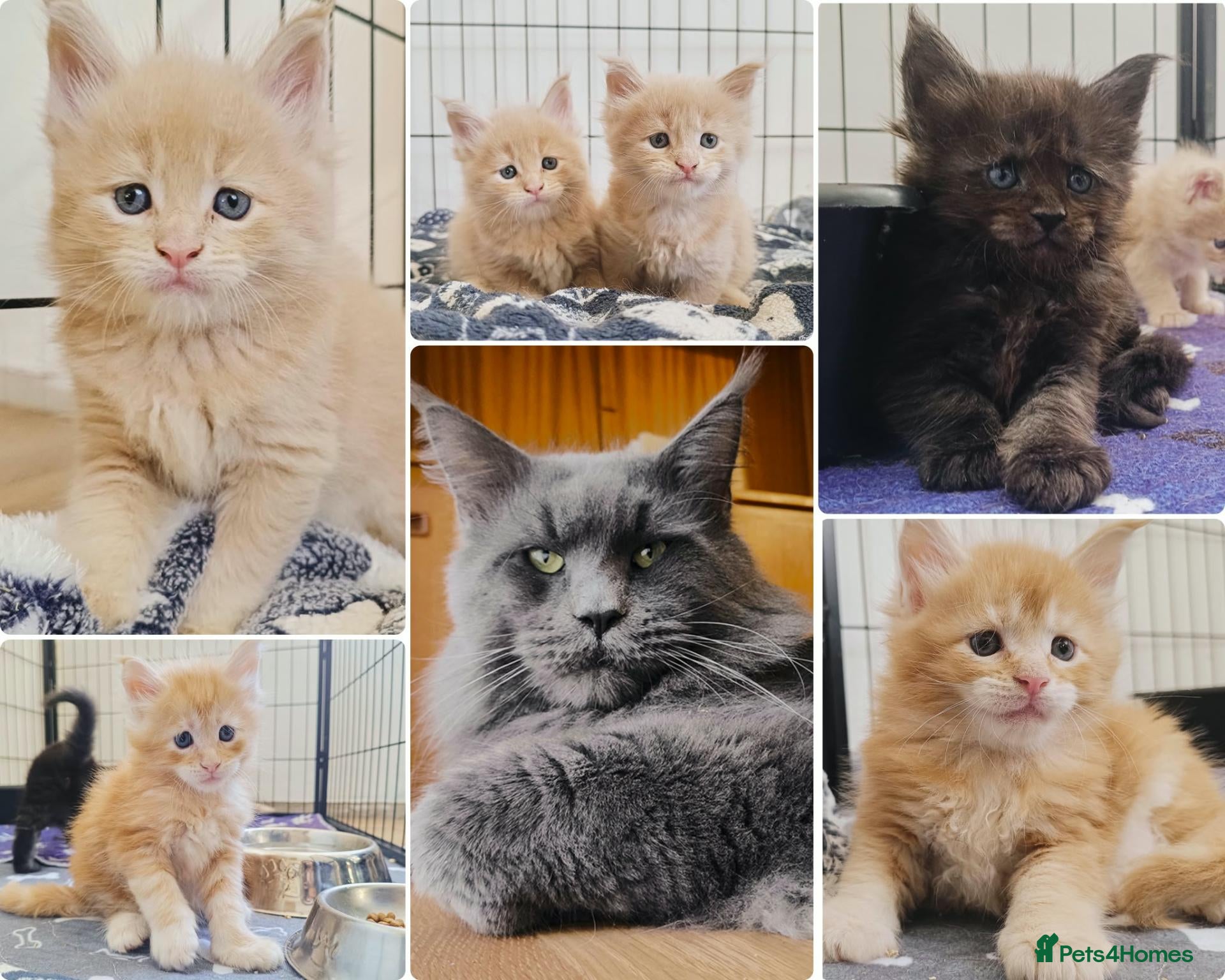 Maine Coon cats Dna health tested XXL Maine coon kittens  - Advert 16