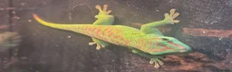 Mixed Breed reptiles for sale: Various reptiles  in Loughborough - Advert 3