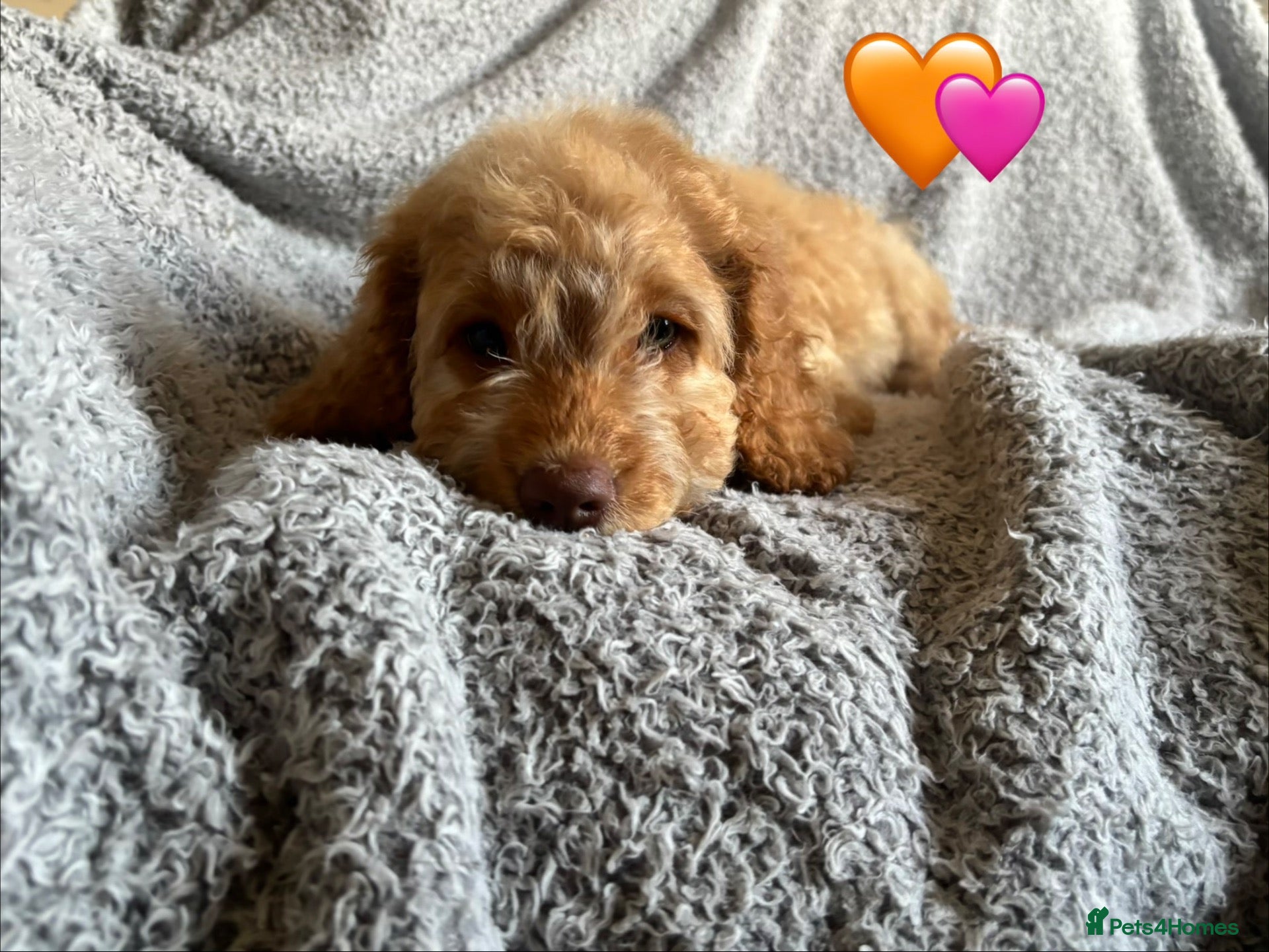 Cockapoo dogs 🐾 Stunning Litter of 8 Cockapoo Puppies! 🐾 - Advert 1