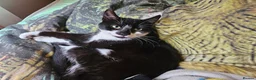 Mixed Breed cats for sale: £25 - Beautiful Cat, Lovely Temperment - Advert 3