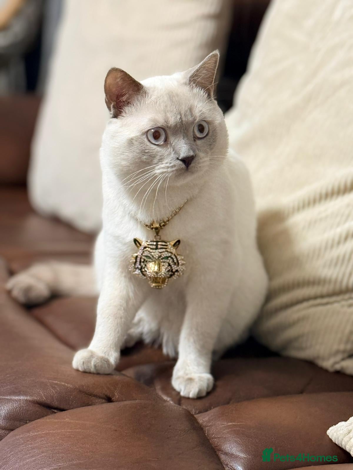 British Shorthair cats Rare Pedigree White British Shorthair Colourpoint - Advert 1