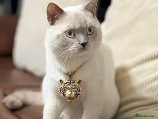 British Shorthair cats Rare Pedigree White British Shorthair Colourpoint - Advert 1