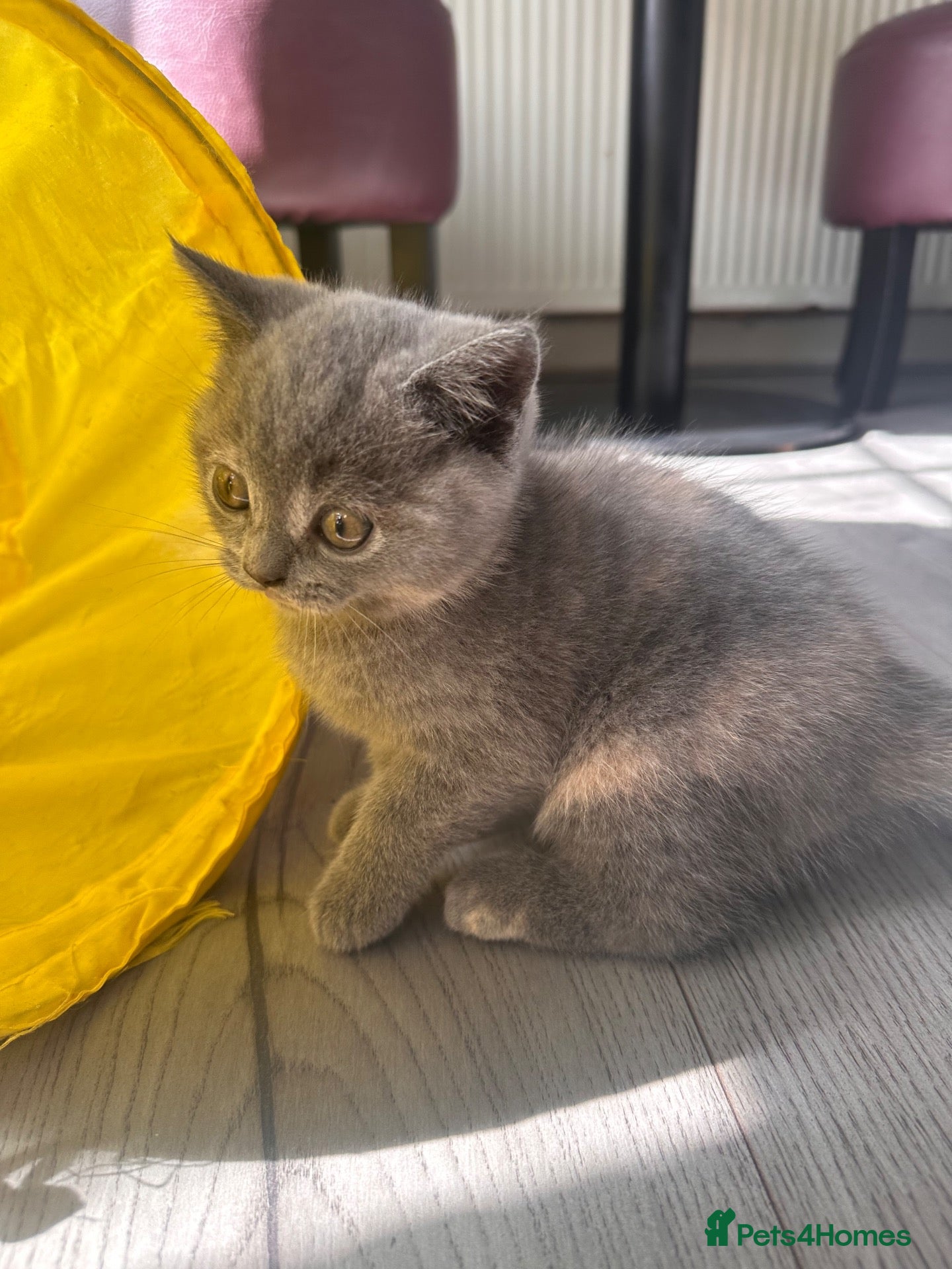 British Shorthair cats Beautiful British Shorthair Kittens  - Advert 2