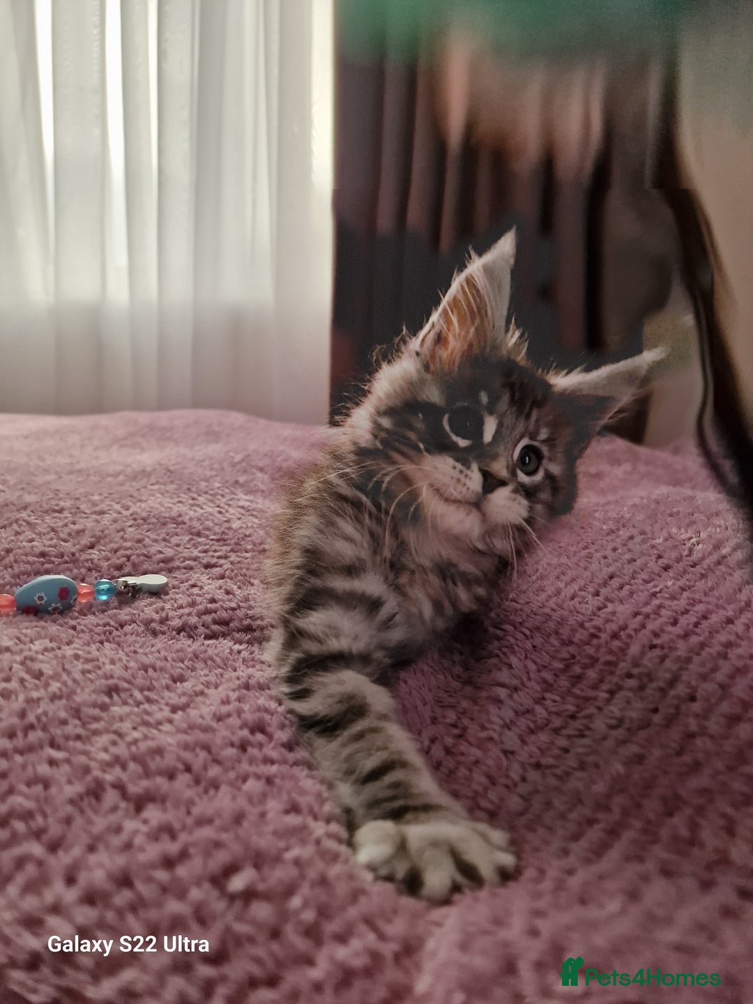 Maine Coon cats for sale: Pure Maine coon - Advert 40