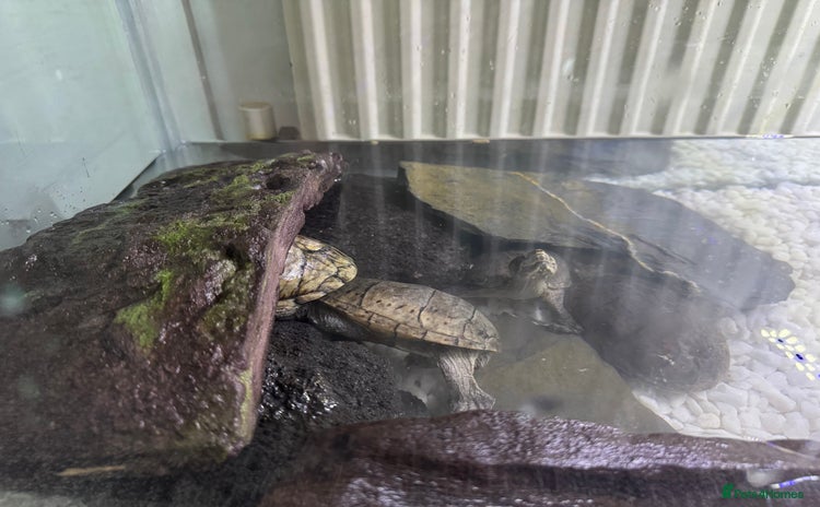 Turtle reptiles - Advert 3