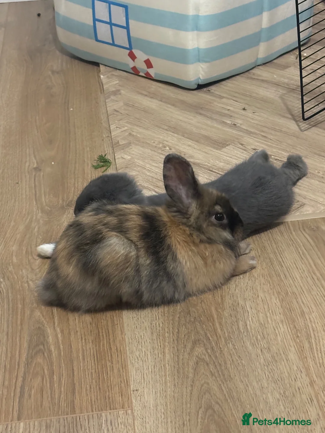 Lionhead rabbits for sale: Two lion head bunnies  in Havant - Advert 2