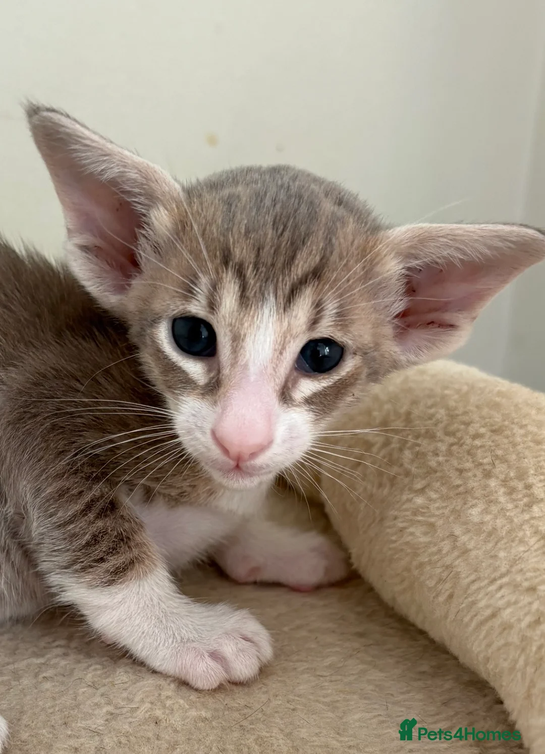 Siamese cats for sale: 🐾 **Gorgeous Oriental Shorthair & Siamese Kittens - Advert 2
