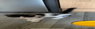 Domestic Shorthair 2