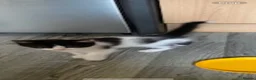Domestic Shorthair cats for sale: Gorgeous little female kittens  in Havant - Advert 3