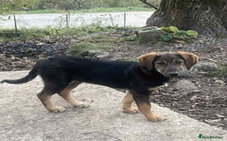 Mixed Breed dogs for adoption: Meet Ruby and Rosie !  - Advert 8